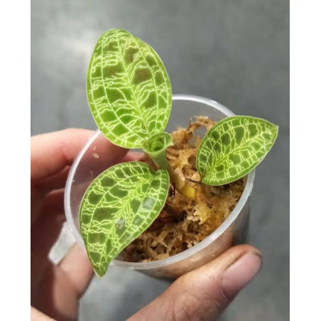 Macodes petola – Jewel Orchid for Terrariums | JungleBox