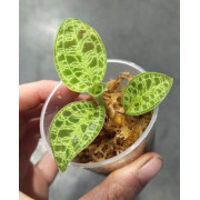 Macodes petola – Jewel Orchid for Terrariums | JungleBox