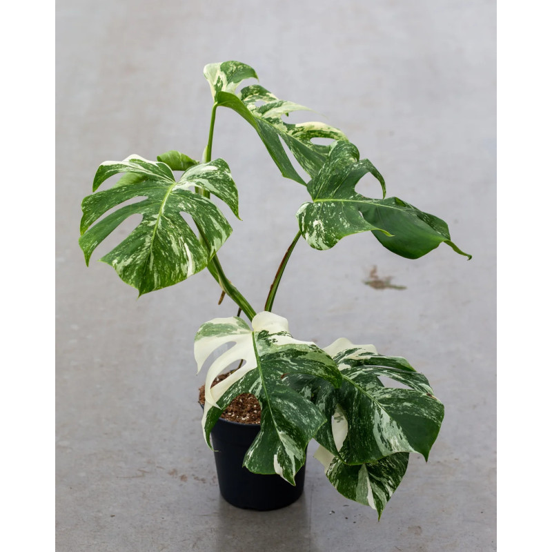 Monstera deliciosa 'Variegata' – Monstera panachée | JungleBox