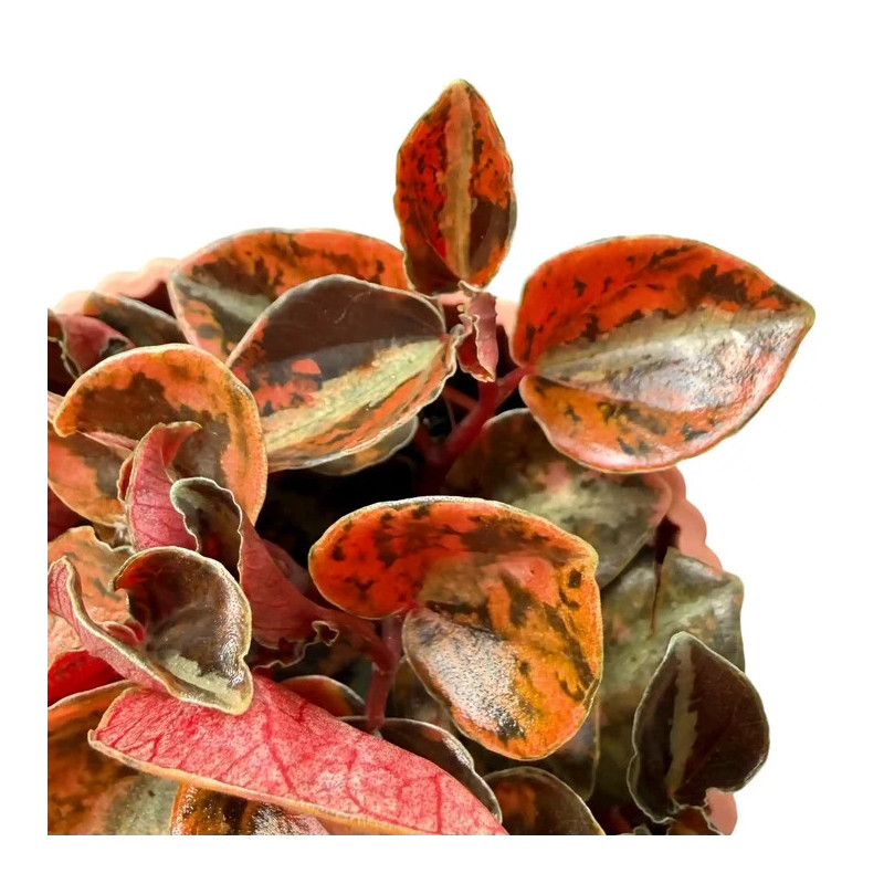Peperomia 'Crème Brûlée' – Plante terrarium | JungleBox