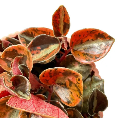 Peperomia 'Crème Brûlée' – Plante terrarium | JungleBox