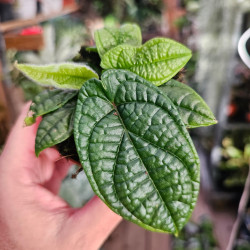 Piper parmatum pot 8 cm – Plante tropicale rare | JungleBox
