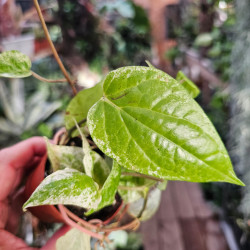 Piper macropiper 'Variegata' pot 7 cm | JungleBox