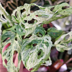 Monstera 'Frozen Freckles' pot 12 cm | JungleBox