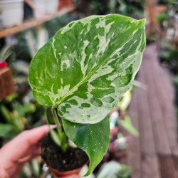 Monstera deliciosa 'Bulbasaur' 6 cm Pot | JungleBox
