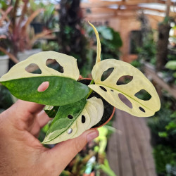 Monstera adansonii 'Variegata' pot 6 cm | JungleBox