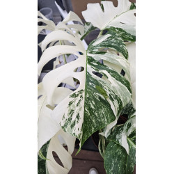 Monstera deliciosa 'Variegata' – Monstera panachée | JungleBox