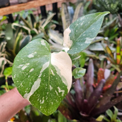 Monstera 'Thai Constellation' pot 6 cm | JungleBox
