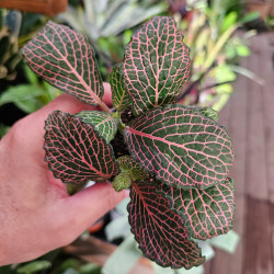 Fittonia 'Joly Josan' pot 6 cm – Terrarium | JungleBox