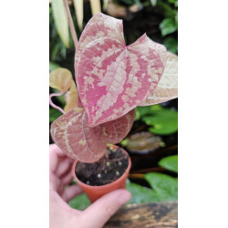 Dioscorea discolor pot 7 cm – Liane tropicale | JungleBox