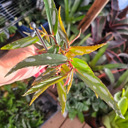 Begonia sp. 'Julau T2' Bornéo – pot 8 cm | JungleBox