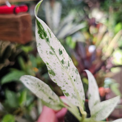 Rhaphidophora puberula 'Variegata' pot 6 cm | JungleBox