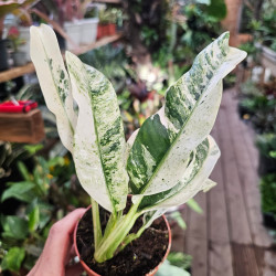 Rhaphidophora foraminifera 'Variegata' pot 9 cm | JungleBox