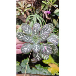 Primulina sinovietnamica – Plante lithophyte rare | JungleBox