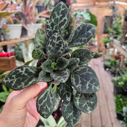 Primulina yungfuensis pot 7 cm – Plante rare | JungleBox