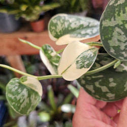 Scindapsus 'Mayari Variegata' pot 10,5 cm | JungleBox