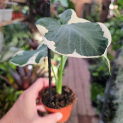 Xanthosoma 'Variegatum Monstrosum' pot 8 cm | JungleBox