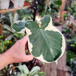 Xanthosoma 'Variegatum Monstrosum' pot 8 cm | JungleBox