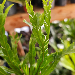 Asplenium nidus 'Variegata' – Fougère panachée | JungleBox