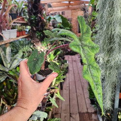 Alocasia Jacklyn 30 cm – Plante tropicale rare | JungleBox