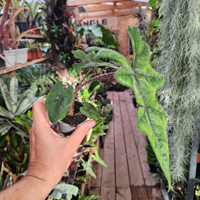 Alocasia Jacklyn 30 cm – Plante tropicale rare | JungleBox
