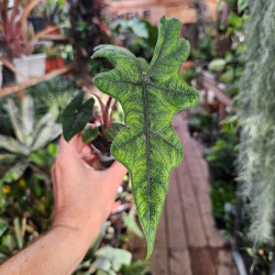 Alocasia Jacklyn 30 cm – Plante tropicale rare | JungleBox