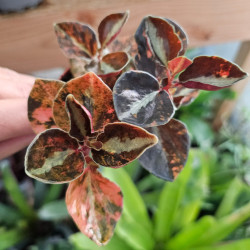 Peperomia 'crème brûlée'
