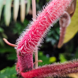 Philodendron squamiferum