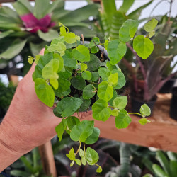 Ficus pumila 'Sunny' – Figuier rampant panaché pour terrarium et intérieur tropical