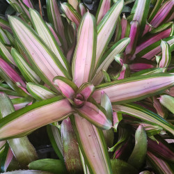Neoregelia carolinae var.tricolor amarilla
