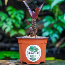 Neoregelia 'Omega' – Terrarium Bromeliad | JungleBox