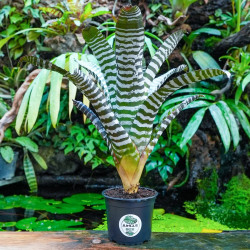 Aechmea chantinii 'Black' – Terrarium Bromeliad | JungleBox