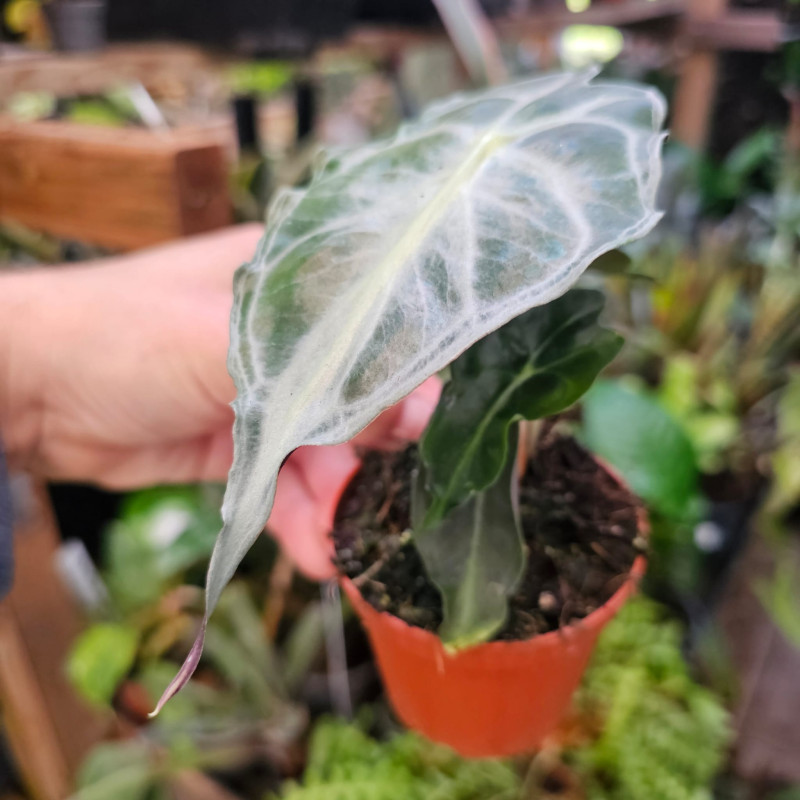 Alocasia 'Venom' – Alocasia rare de collection | JungleBox