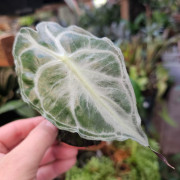 Alocasia 'Venom' – Alocasia rare de collection | JungleBox