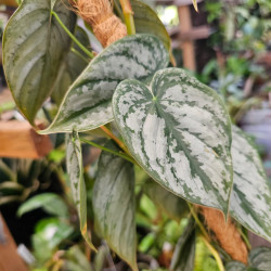 Philodendron brandtianum pot 12 cm – Feuillage argenté | JungleBox