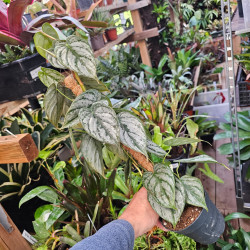 Philodendron brandtianum pot 12 cm – Feuillage argenté | JungleBox