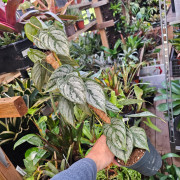 Philodendron brandtianum pot 12 cm – Feuillage argenté | JungleBox