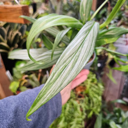 Epipremnum amplissimum 'Silver Stripe' | JungleBox