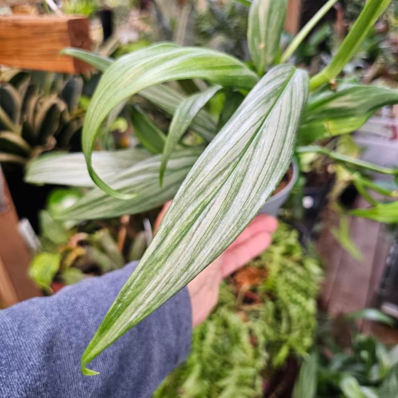 Epipremnum amplissimum 'Silver Stripe' | JungleBox