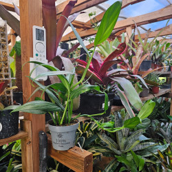 Epipremnum amplissimum 'Silver Stripe' | JungleBox