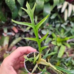 Philodendron tortum pot 6 cm – Plante grimpante | JungleBox
