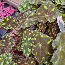 Begonia bowerae – Plante tropicale graphique pour terrarium  JungleBox