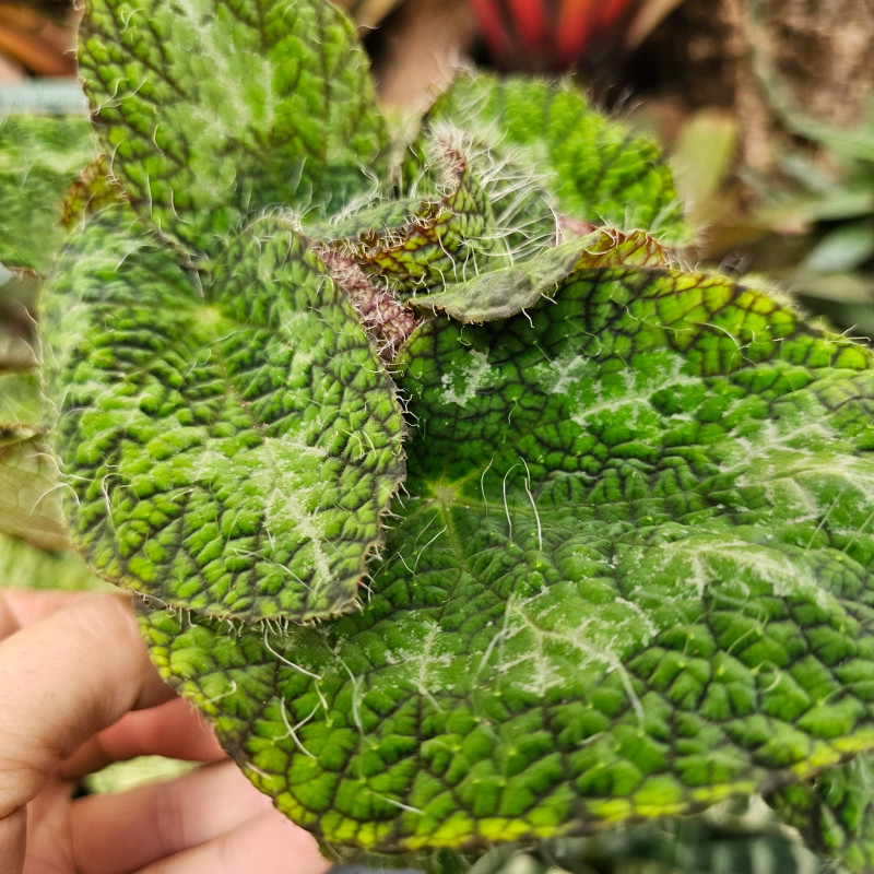 Begonia sizemoreae pot 12 cm – Bégonia terrarium | JungleBox