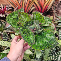 Begonia sizemoreae pot 12 cm – Bégonia terrarium | JungleBox