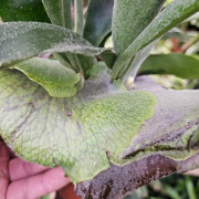 Platycerium bifurcatum – Fougère corne d’élan | JungleBox