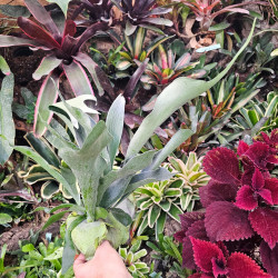 Platycerium bifurcatum – Fougère corne d’élan | JungleBox