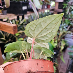Anthurium luxurians pot 10,5 cm – Feuillage gaufré | JungleBox
