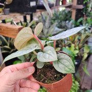 Anthurium luxurians pot 10,5 cm – Feuillage gaufré | JungleBox