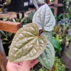 Anthurium luxurians pot 10,5 cm – Feuillage gaufré | JungleBox
