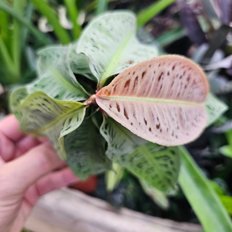 Labisia sp. – Plante tropicale de terrarium | JungleBox